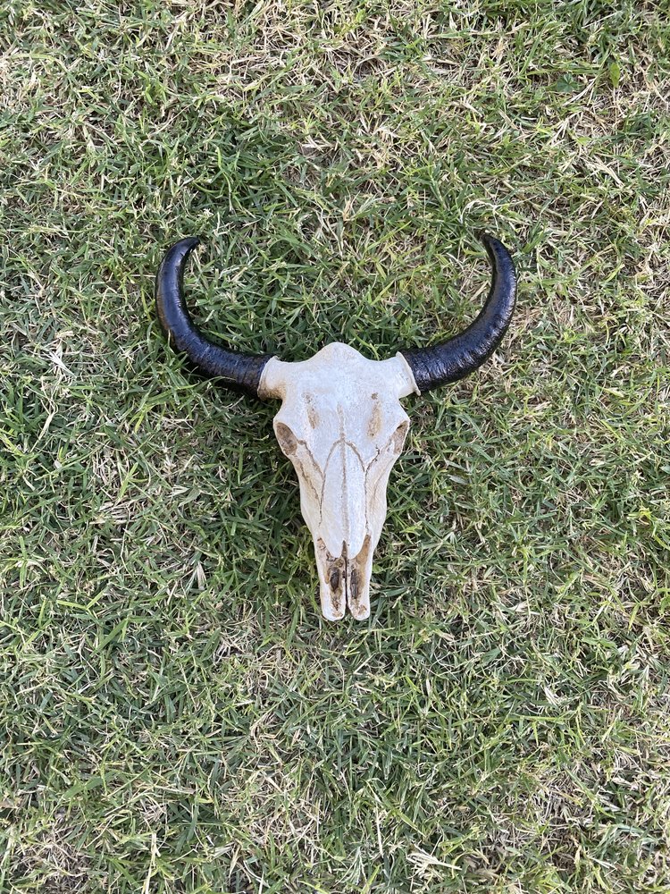 faux cattle skull